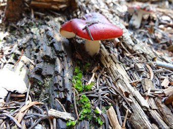 RMNP, On the Ypsilon Lake Trail RMNP we saw this reddish brown mushroom growing on a  log