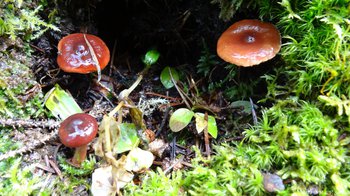 RMNP, Three shiny brown mushrooms growing in a wet area along the side of the Lookout Mountain Trail.
