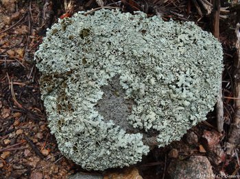 RMNP, lichen growing on a rock near Lily Lake