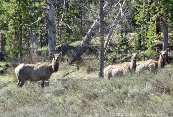 In spring, three unkempt female elk as they shed their winter coats, near the Green River Lakes.
