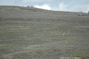 A herd of pronghorn on the sagebrush fields next to the Green River