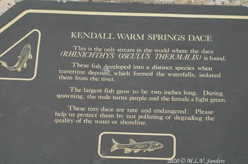 Plaque mounted on rock telling about the endangered fish Kendall Warm Springs Dace