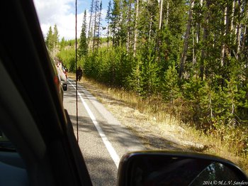 Traffic stopped by bison on side of road, Yellowstone