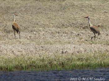 Two more Sandhill Cranes next to the Green River.