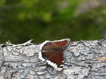 The same Mourning Cloak butterfly with its wings down.