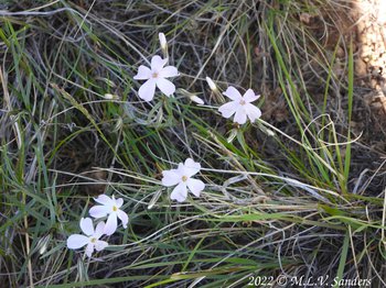 Small dainty Longleaf Phlox. Pinedale Wyoming
