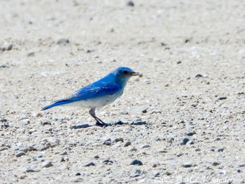 Mountain Bluebird in the driveway. Pinedale Wyoming