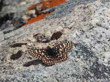 Edith's Checkerspot, Pinedale Wyoming