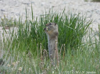 Wyoming Ground Squirrel, Pinedale Wyoming