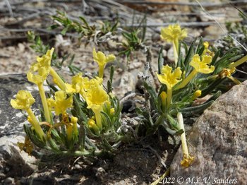 Many-flowered Puccoon on the Mesa, Sublette County