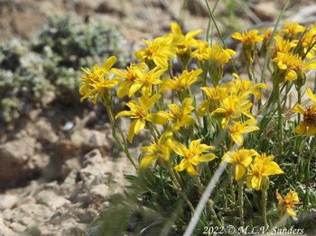 flowers on the Mesa, Sublette County