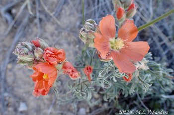 Red flowers on the Mesa, Sublette County