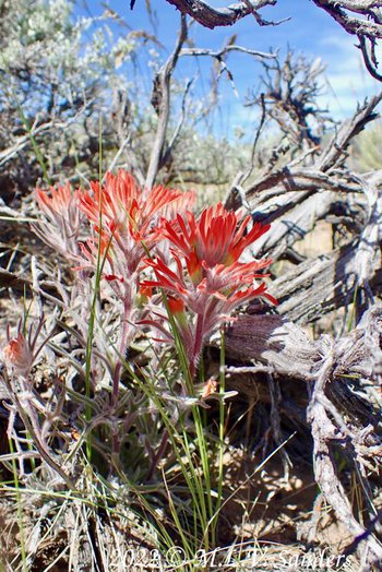 Paintbrush flower on the Mesa, Sublette County