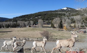 A Bighorn ewe leading three lambs. All the lambs have small horns. The Hoback River is out of sight in the background.