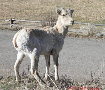A small bighorn ewe looking up at traffic on US 191.
