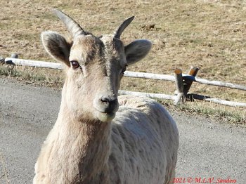 If you look closely at the eye of this bighorn ewe, you will the the pupil of the eye is much wider that it is high.