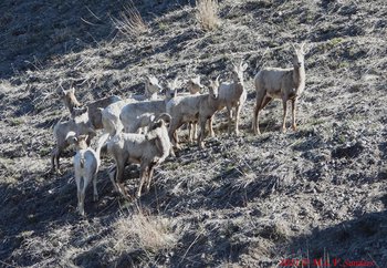 The herd of bighorn sheep walking on the steep grassy slope away from US 191.