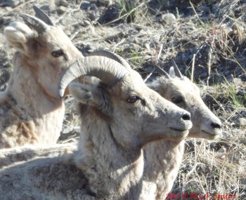 Three bighorn sheep. The one in the front is a young male.