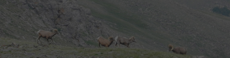 bighorns on trail ridge