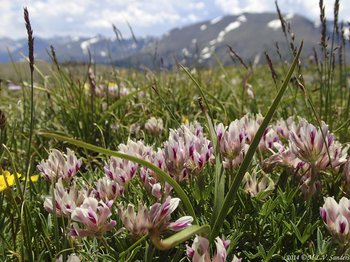 alpine clovers growing on Trail Ridge with the distant Stones Peak in the background