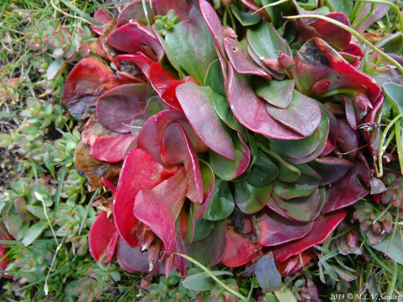 Red leaves on an alpine spring beauty by the Mount Audubon trail, Indian Peaks, Colorado