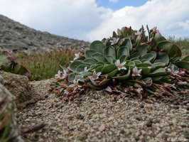 Side view of an alpine spring beauty on the Mount Audubon trail, Indian Peaks, Colorado