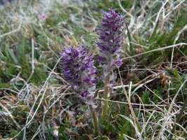 closer view of alpine kittentails. The wooly hairs along the stem can be seen