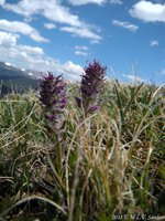 Two beautiful Alpine Kittentails on the tundra with mountains along the horizon.