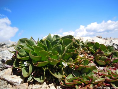 A gnarled and by all appearances, beaten alpine spring beauty on top of Mount Audubon, Indian Peaks, Colorado