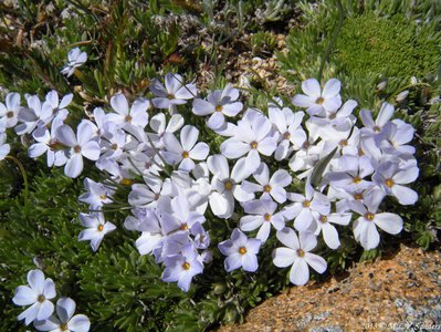 alpine phlox next to a rock in Rocky National Park