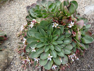 Group of blooming alpine spring beauties clustered together on Mount Audubon Trail, Indian Peaks, Colorado