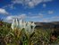 arctic gentian at Medicine Bow Overlook, Rocky Mountain National Park, Colorado