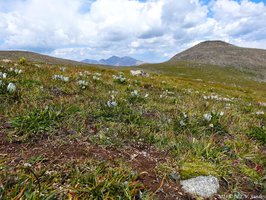 arctic gentians dot the landscape along the Mount Audubon Trail, Indian Peaks, Colorado