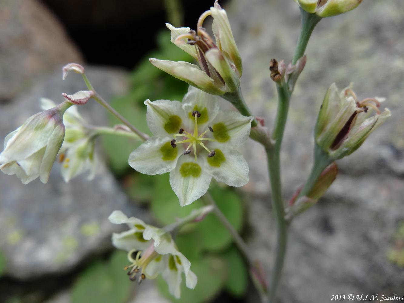 mountain deathcamas with greenish glands are at the base of each white petal