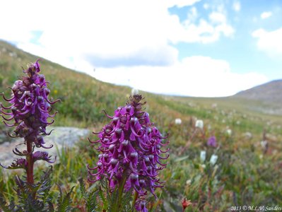 Elephantella blooming in mid August along the side of the trail to Mount Audubon well above tree line