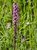 Elephantella growing in a wet grassy area. The lower flowers on the main stem are done blooming