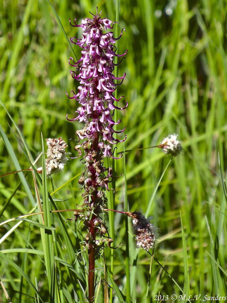 Elephantella growing in a wet grassy area. The lower flowers on the main stem are done blooming