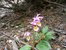 Blooming fairy slippers growing in one of their favored habitats, underneath pine trees