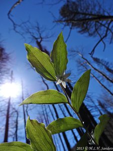 Looking up at a Fairybells flower. Burnt tree trunks  of the 2012 Fern Lake Fire soar into the sky.