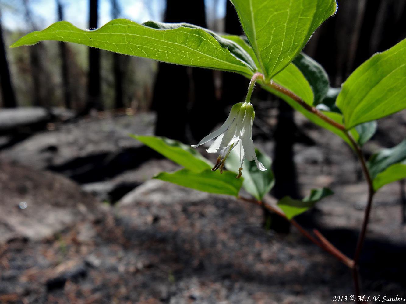 blooming  fairybells with burned trees of the 2012 Fern Lake Fire in the background