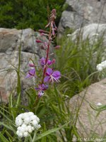 Pink flowers of a fireweed growing where the Bluebird Lake Trail passes through the burn scar of the 1978 Ouzel Fire