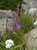 Pink flowers of a fireweed growing where the Bluebird Lake Trail passes through the burn scar of the 1978 Ouzel Fire