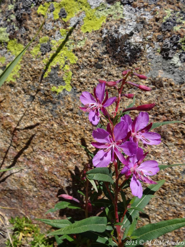 A blooming broadleaf fireweed growing on the tundra on point 11961 that looks over Forest Canyon Pass RMNP.