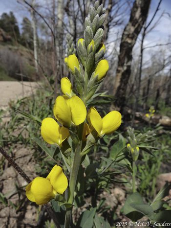 Golden Banner next to the road to the Fern Lake Trailhead in Rocky Mountain National Park