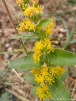 Flowers distributed along the length of the stalk of a goldenrod plant