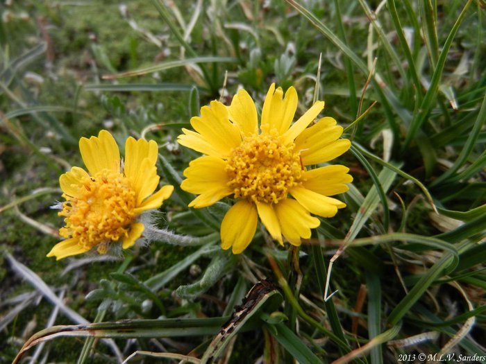 wooly actinella, Tetraneuris brevfolia, on tundra of Rocky Mountain National Park