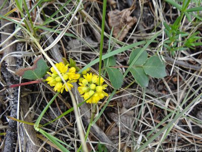 Creeping hollygrape growing on the forest floor in the montane zone of Rocky Mountain National Park