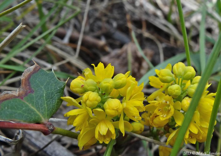 Closeup of two round balls of yellow flowers on a creeping hollygrape