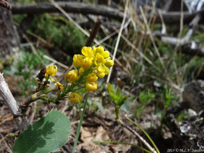 Below the yellow flowers of the creeping hollygrape is a leaf of the plant, which appears similar to the leaf of a holly plan