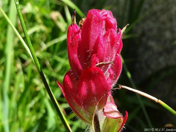 A red paint brush we found on the perimeter of Crater Lake.